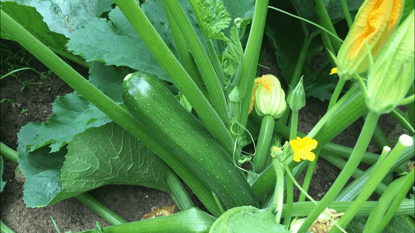 Zucchini Plant