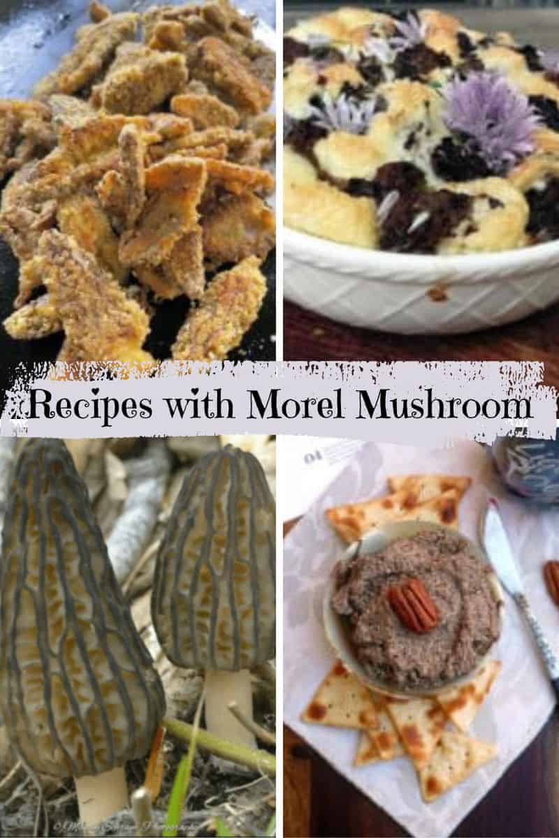 A Collection of Morel Mushroom recipes: Blackstone Griddle Fried Morel Mushrooms, Mushroom Soufllie, a photo of Morel Mushrooms, and Mushroom Pate