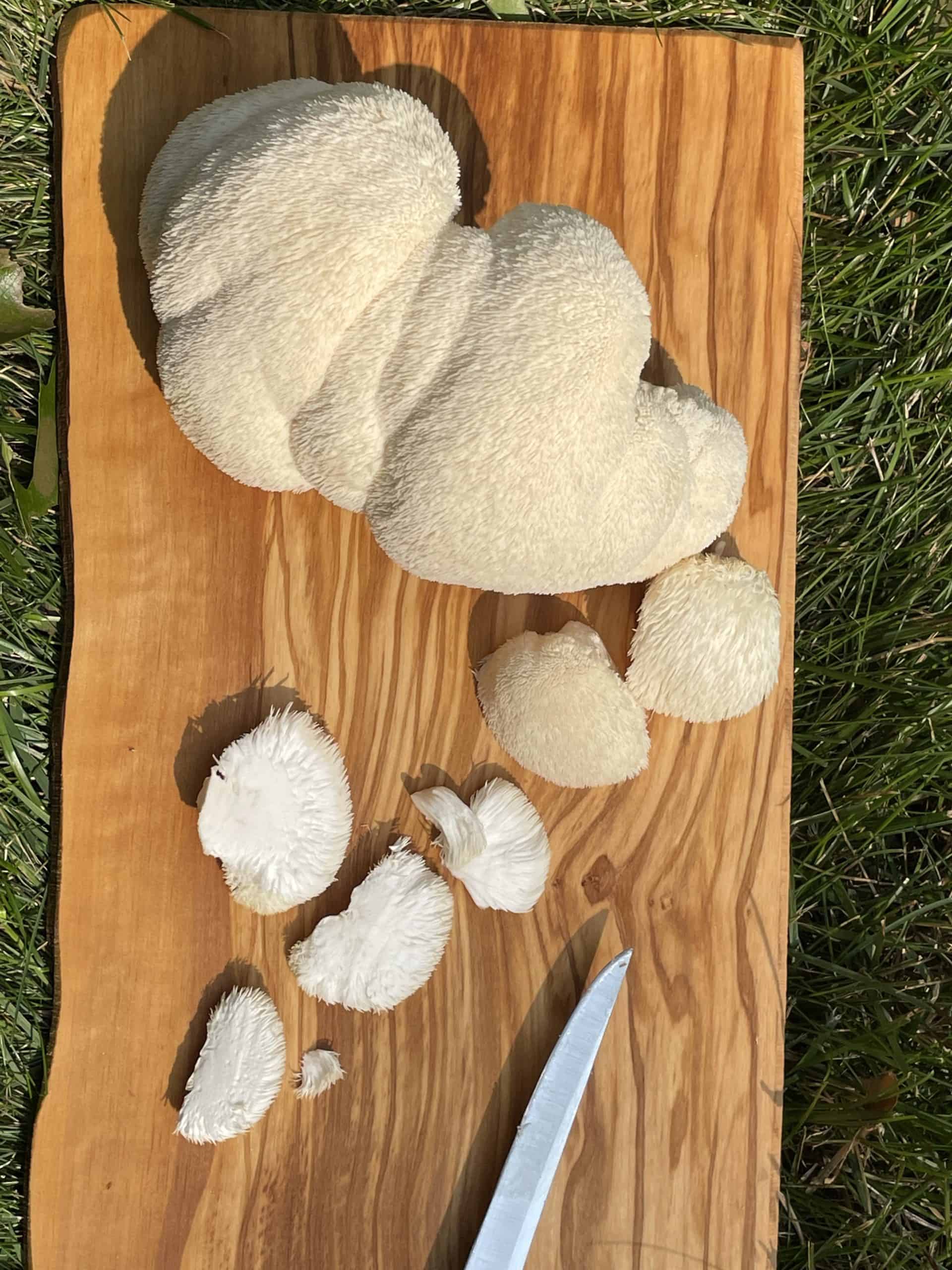 Cluster of Lion's Mane with a few sliced pieces.