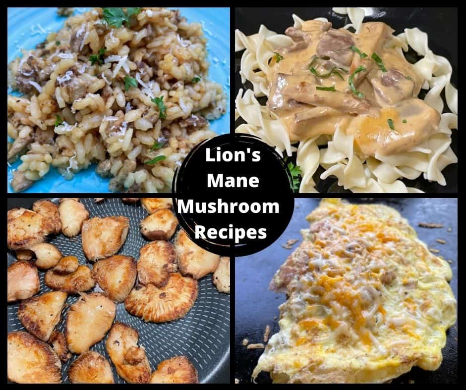 Lion's Mane Mushroom Recipes - Risotto, Omelette, Sautéed, and a Mushroom Cream Sauce.