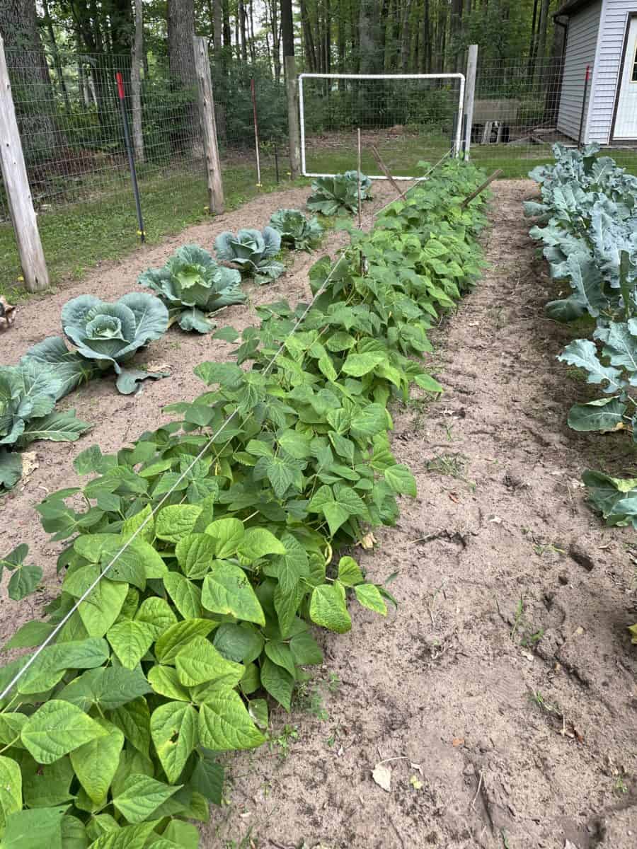 A Row of Yellow Beans in a Garden along with cabbage and broccoli plants.