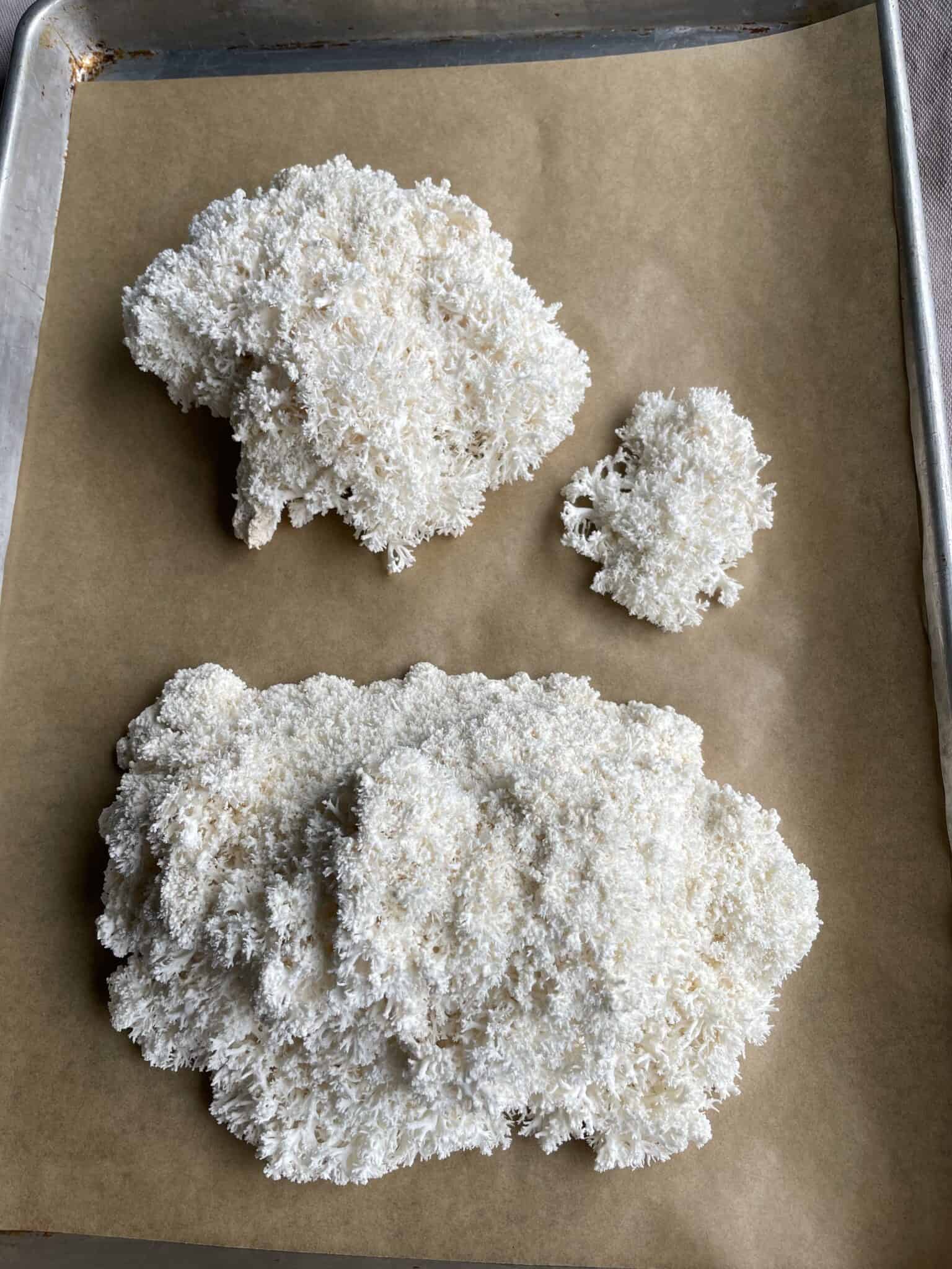 Grow Lion's Mane Mushrooms From Michigan To The Table